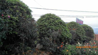 青岛花卉供应市场全解析 哪家好、批发价格与优质供应商推荐