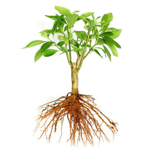 蔬菜缺素症与花卉苗木的补救措施