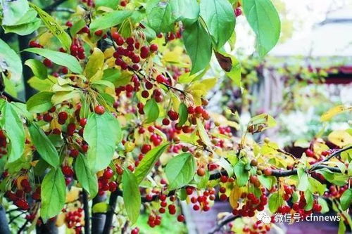 手中得有精品 专家建言花木产业转型发展之道