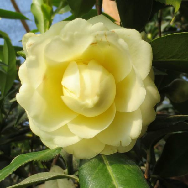 正黄旗茶花苗 龙岩花卉中的福建苗木瑰宝