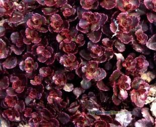 青州森淼花卉 专业供应绿化苗木与盆栽绿植，打造高性价比绿化方案