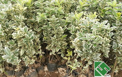 绿化苗木的选择与养护 以青州坤盛花卉盆栽绿植为例