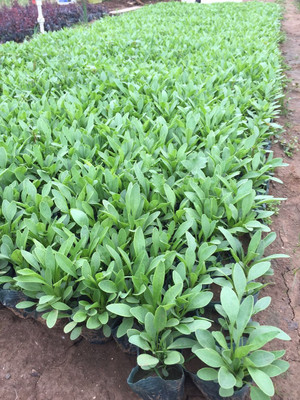 青州市鑫超花卉苗木 一站式花卉批发基地，价格优惠，品质保障