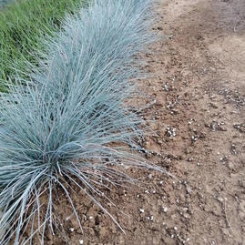 青州瑞彩花卉苗木专业合作社 高羊茅盆栽绿植的培育与市场前景