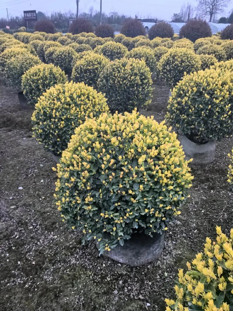 苗木超市 一站式领略花卉苗木的盎然生机