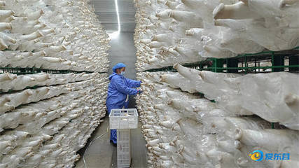 花卉苗木 绽放在乡村振兴中的特色产业