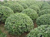 罗艳华的绿色致富梦 花卉苗木点亮新农村