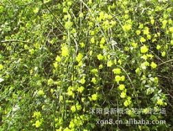 江苏沭阳新概念花卉园艺场 盆栽绿植点亮生活