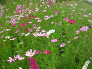 湘潭花卉苗木种植基地 盆栽绿植选购指南与推荐
