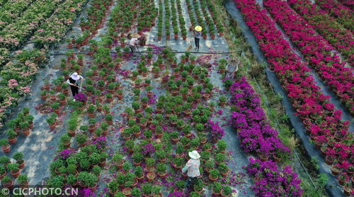 浙江仙居 “鲜花经济”绽放，扮靓乡村助农增收