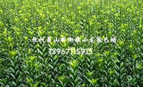 杭州萧山新街镇小龙园艺场 绿色之美的领航者