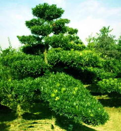 河北景观千头椿 花卉苗木中的绿色明珠