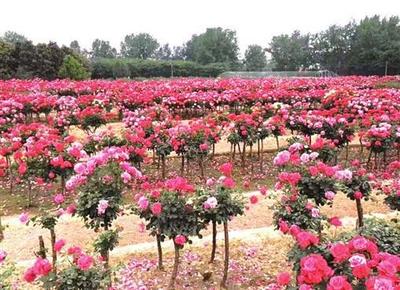 湘南明珠金洞 美景美食等你来，盆栽绿植添清新