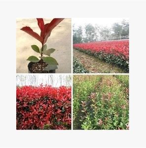 红叶石楠盆栽红罗宾 四季常青的绿化佳品