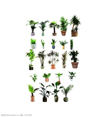 园林绿化模型与盆栽绿植 生态美学的视觉盛宴