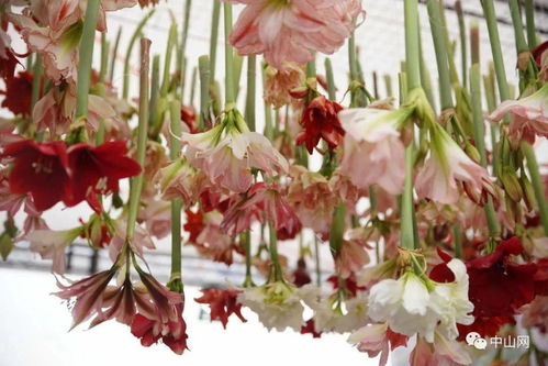 秋日里,中山藏着个花团锦簇的 春天 盆栽绿植