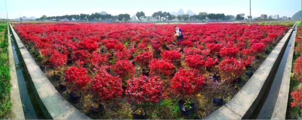 党建引领促振兴，花卉苗木铺就阳朔葡萄镇“致富路”