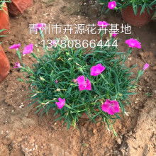 青州市晓敏花卉苗木专业合作社 绽放绿色产业新活力