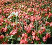 其他花卉产品列表 第12页 花卉苗木 绿意盎然的家园与景观构建者