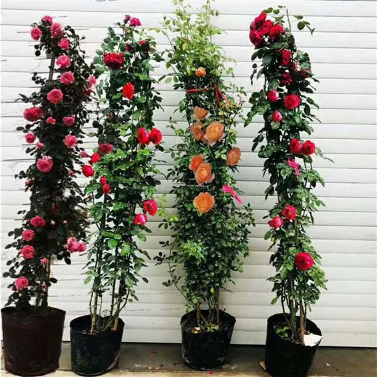 西安杰克园林花卉苗木基地 盆栽绿植的繁盛家园